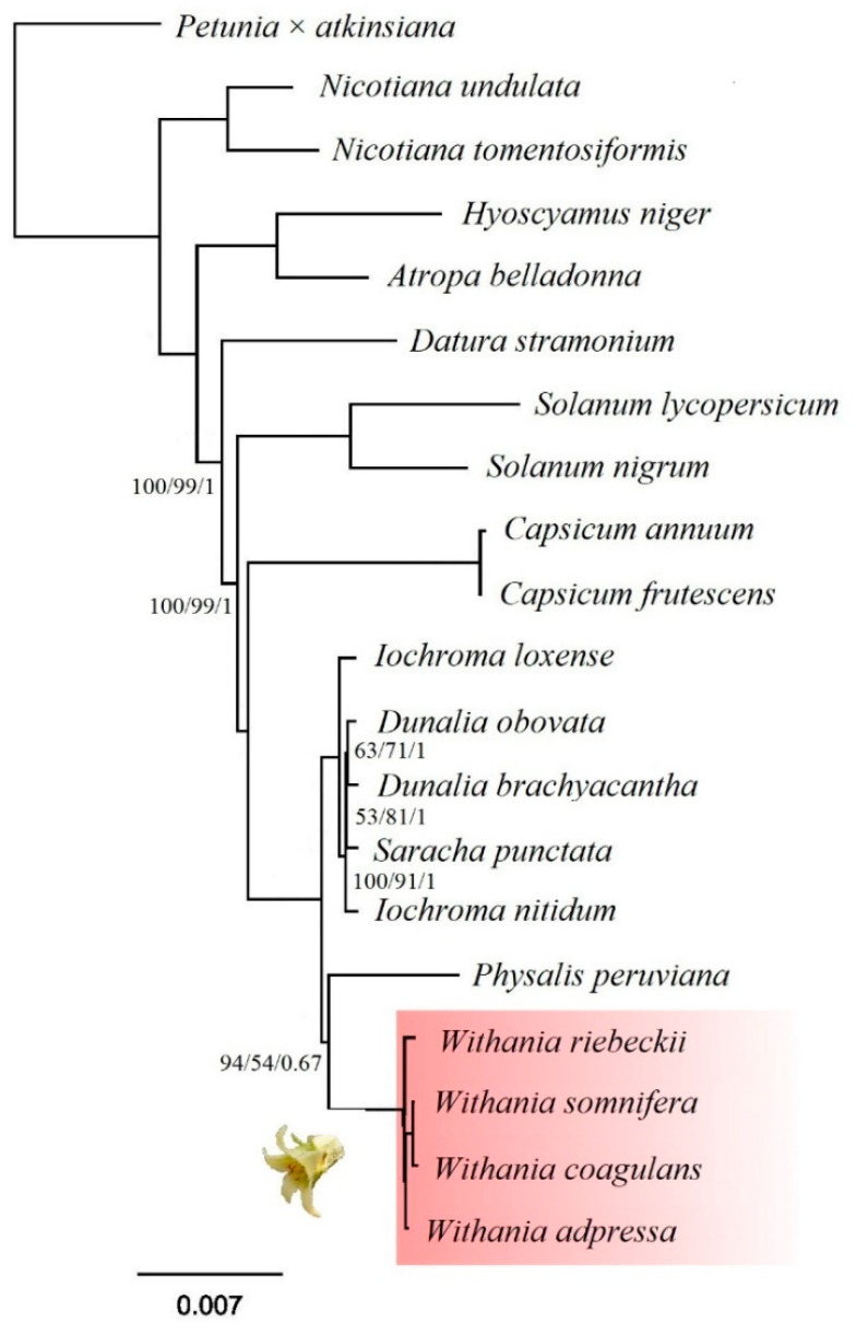 Figure 9