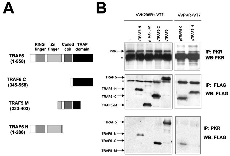 FIG. 7.