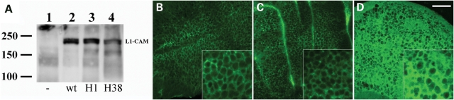 Figure 4.