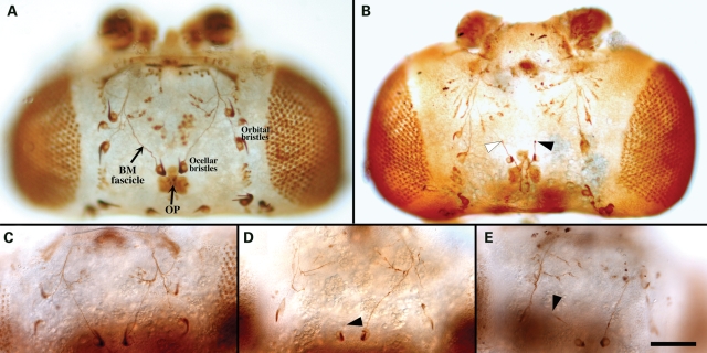 Figure 5.