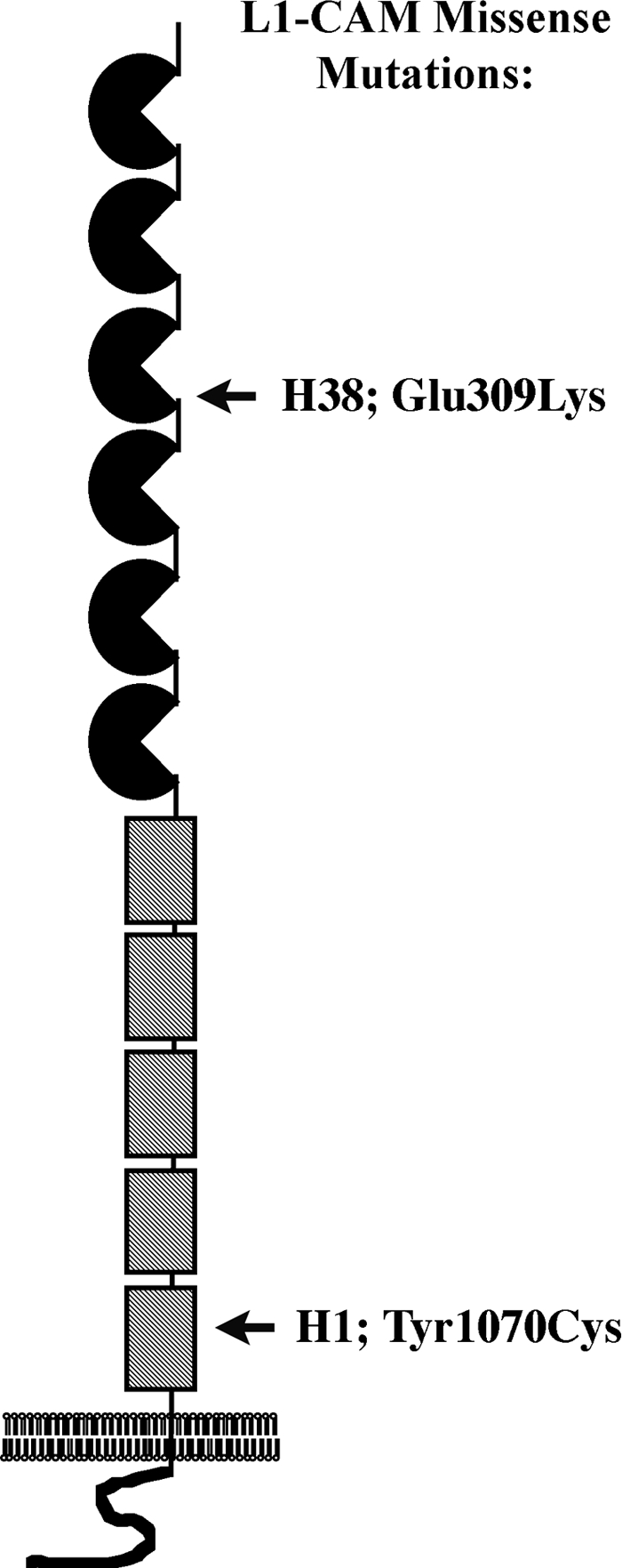 Figure 1.