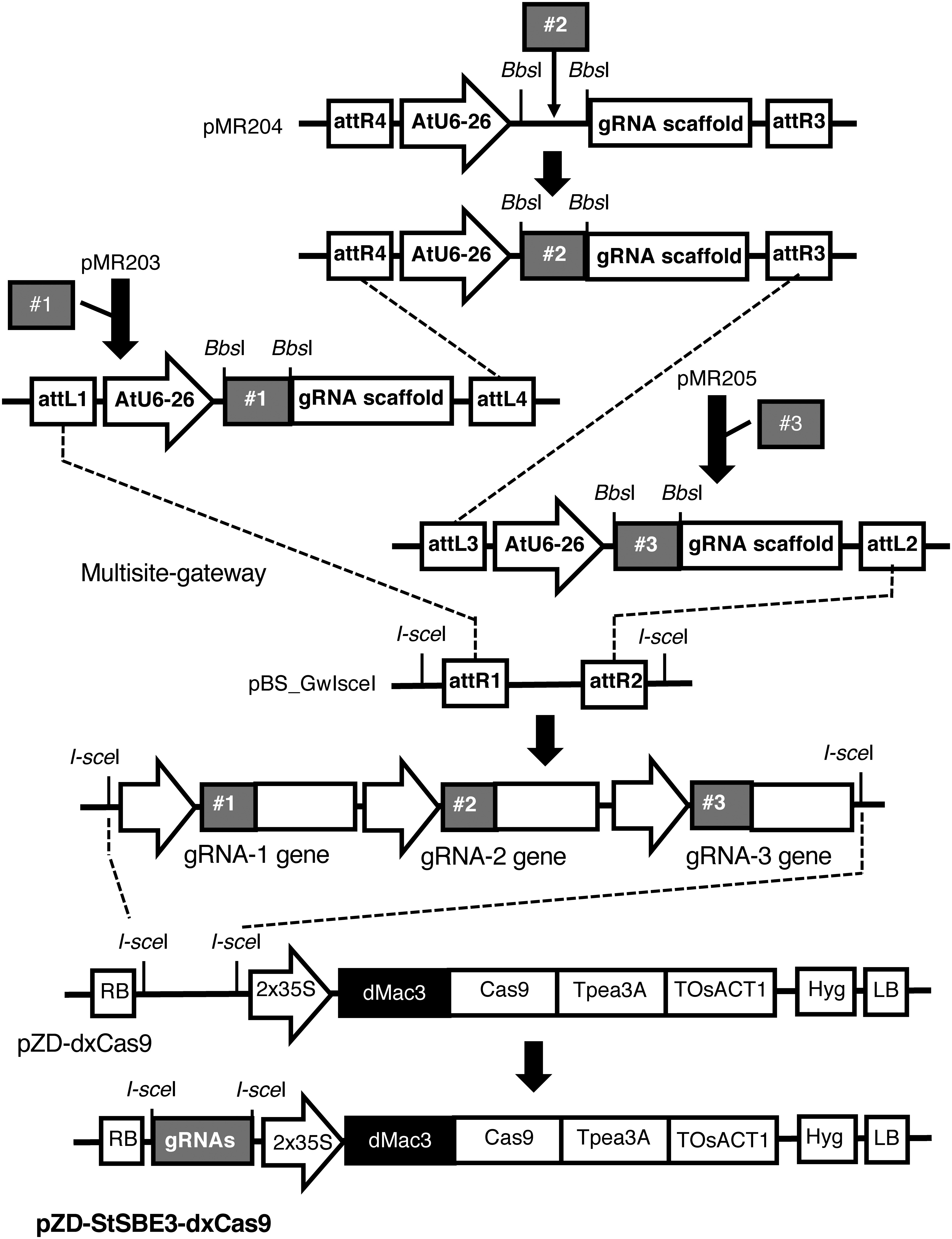 Figure 2. Schematic representation of the construction of the CRISPR/Cas9 gene for SBE3. Chemically synthesized gRNAs, shown by #1, #2, and #3, were inserted into the vector plasmids pMR203, pMR204, and pMR205, respectively. The resultant gRNA genes were introduced into the intermediate vector pBS_GwIsceI, and they were transferred into the CRISPR/Cas9 vector pZD-dxCas9. AtU6-26: Arabidopsis thaliana U6 promoter, gRNA scaffold: the region for the gRNA scaffold, dMac3: dMac3 enhancer sequence, Cas9: coding region of the Cas9 nuclease, Tpea3A and TOsAct1: terminators of pea 3A and rice actin 1 genes, Hyg: hygromycin resistance gene, att: Gateway recombination sites, and RB and LB: right and left borders.