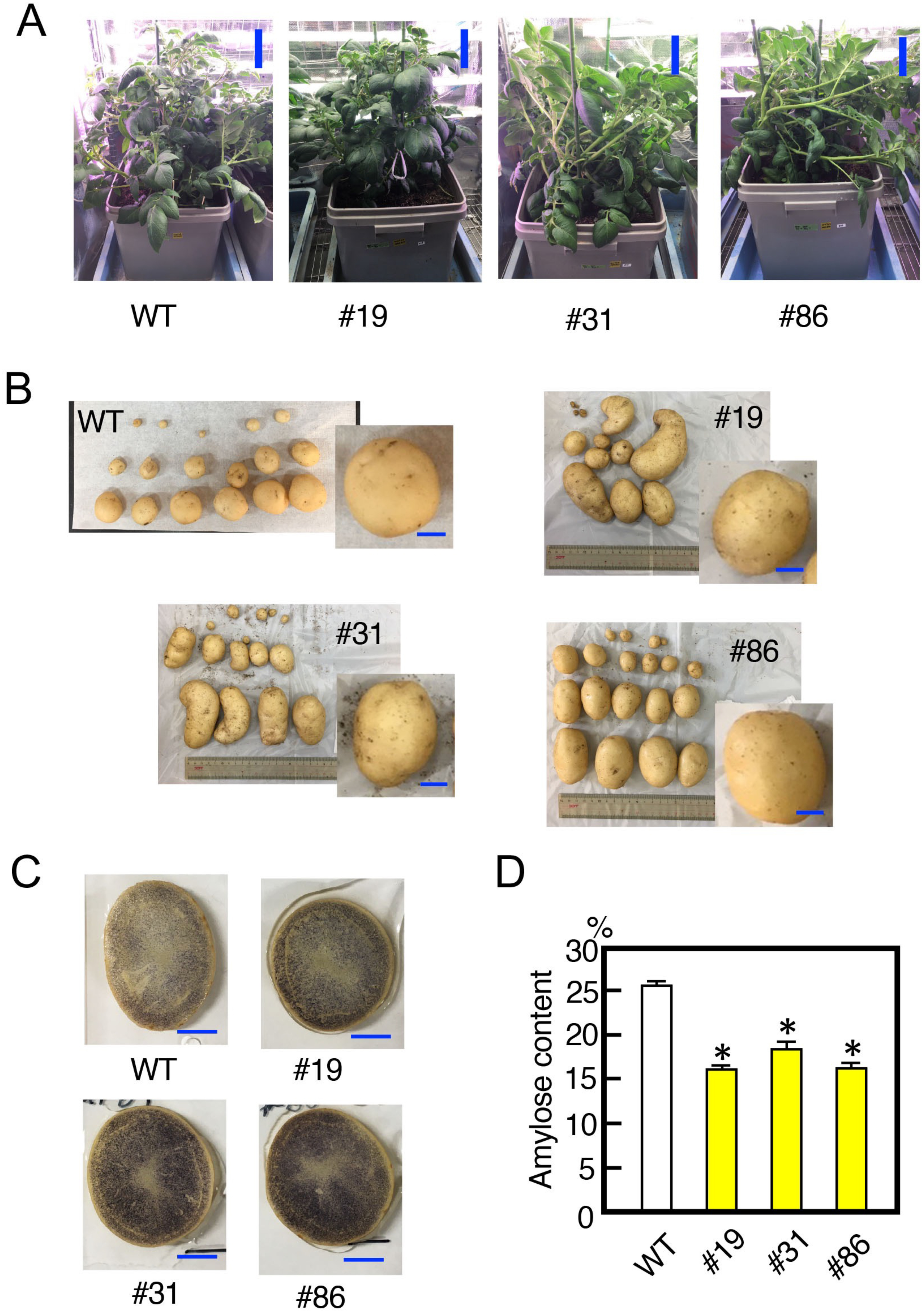 Figure 5. Characteristics of potato SBE3 mutants. (A) Shapes of the sbe3 mutants grown in a greenhouse. Plants were cultured for two months. Numbers with the prefix # indicate the individual transformants. WT, wild-type plant. Bars indicate 20 cm. (B) Shapes of the tubers of the mutant lines. Tubers generated from each mutant line are shown. A representative image is highlighted on the right side of each panel. Bars indicate 2 cm. (C) Iodine staining of potato tuber sections. Images were taken at 1.5 h after staining treatment. Bars indicate 2 cm. (D) Amylose content in tuber starch prepared from sbe3 mutants and wild-type plants. Values show the average of triplicate measurements. Error bars indicate the standard errors (n=3). Asterisks indicate significant differences in the values of transformants compared to that of wild type at p<0.05.