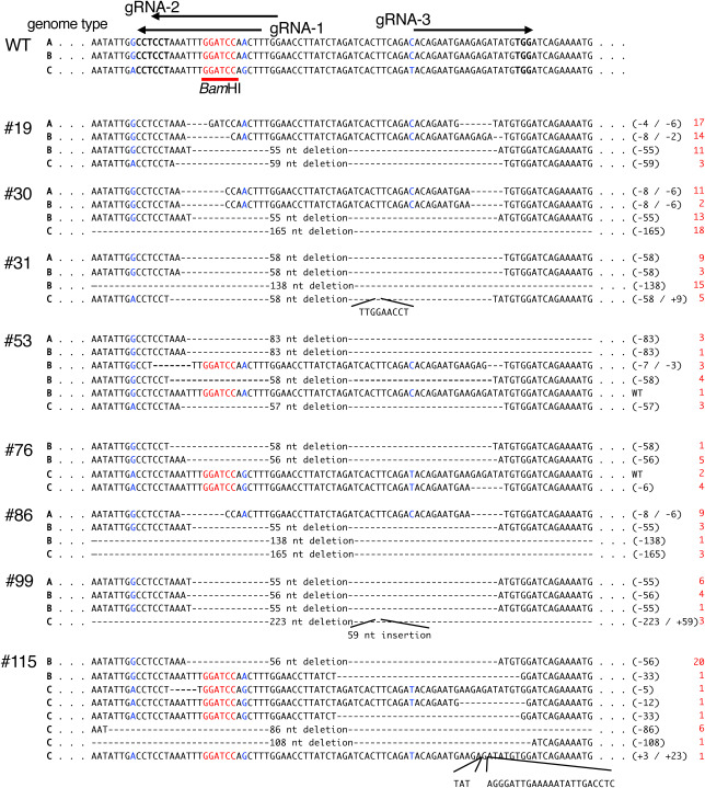 Figure 4. Nucleotide sequences around the target site in the potato SBE3 gene of the representative mutants. The wild-type nucleotide sequence (WT) is shown in the upper panel of the figure. Genome types A, B, and C indicate those from WT-A, WT-B, and WT-C, respectively. Nucleotide sequences containing the outside region are shown in Supplementary Figure S1. The gRNAs (gRNA-1, gRNA-2, and gRNA-3) are indicated above the figure. The region corresponding to the BamHI site is indicated by red letters. Polymorphic nucleotides between three genomes are shown in blue letters. Numbers with the prefix # indicate the individual transformants. Multiple DNA sequences that were detected were aligned. Gaps indicate a nucleotide deletion in the mutants. Nucleotide insertions are indicated in the appended lines. The nucleotide sequences that are indicated by gaps throughout the entire region in #30, #31, #86, #99, and #115 are shown in Supplementary Figure S2. Nucleotide numbers of deletions and insertions are summarized on the right side. Red-colored numbers in the right side showed the frequency of the nucleotide sequences detected.