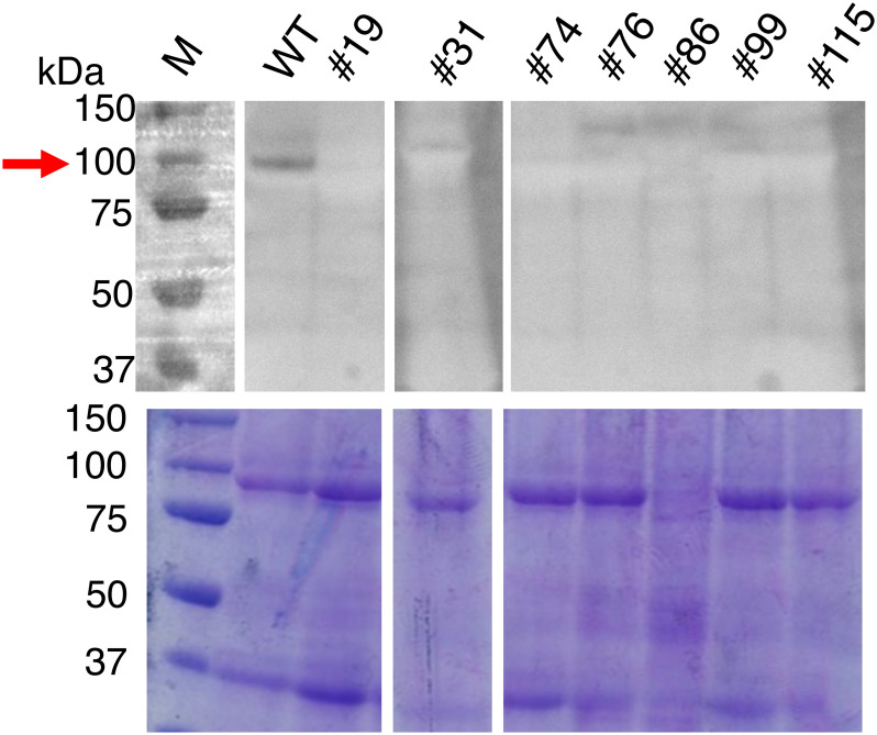 Figure 6. Detection of potato SBE3 in the tubers. Total protein was prepared from the tubers of the mutant lines and WT. Proteins were separated by SDS-PAGE (lower panel), and SBE3 was detected by western blot analysis using a rabbit antiserum raised against rice BE1 (upper panel). Gaps are introduced between the lanes of the gel. An arrow indicates the band corresponding to SBE3. Size markers are shown to the left. WT: wild-type, Numbers with the prefix #: mutant lines