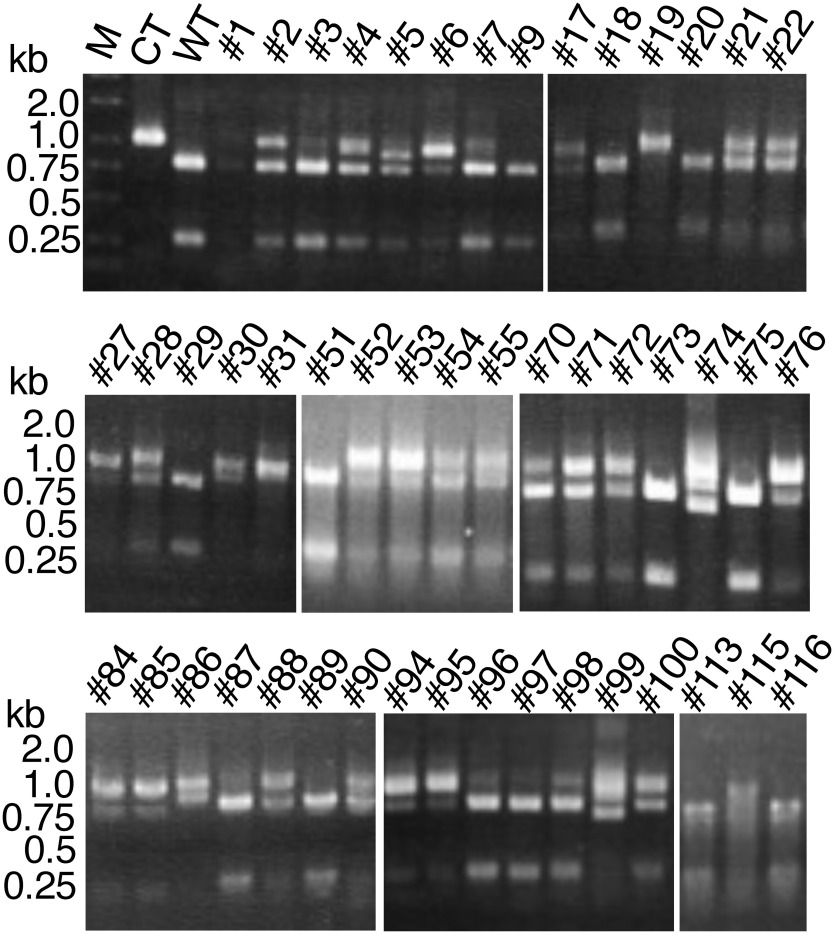 Figure 3. CAPS analysis of the regenerated potato plants. BamHI-digested PCR-amplified fragments of the representative lines are shown. Numbers with the prefix # indicate the names of transformant lines. M: size marker, CT: PCR-amplified fragment of the region around the target site in the wild-type gene, and WT: PCR-amplified and BamHI-digested WT fragment. Gaps are introduced between the lanes of the gel.