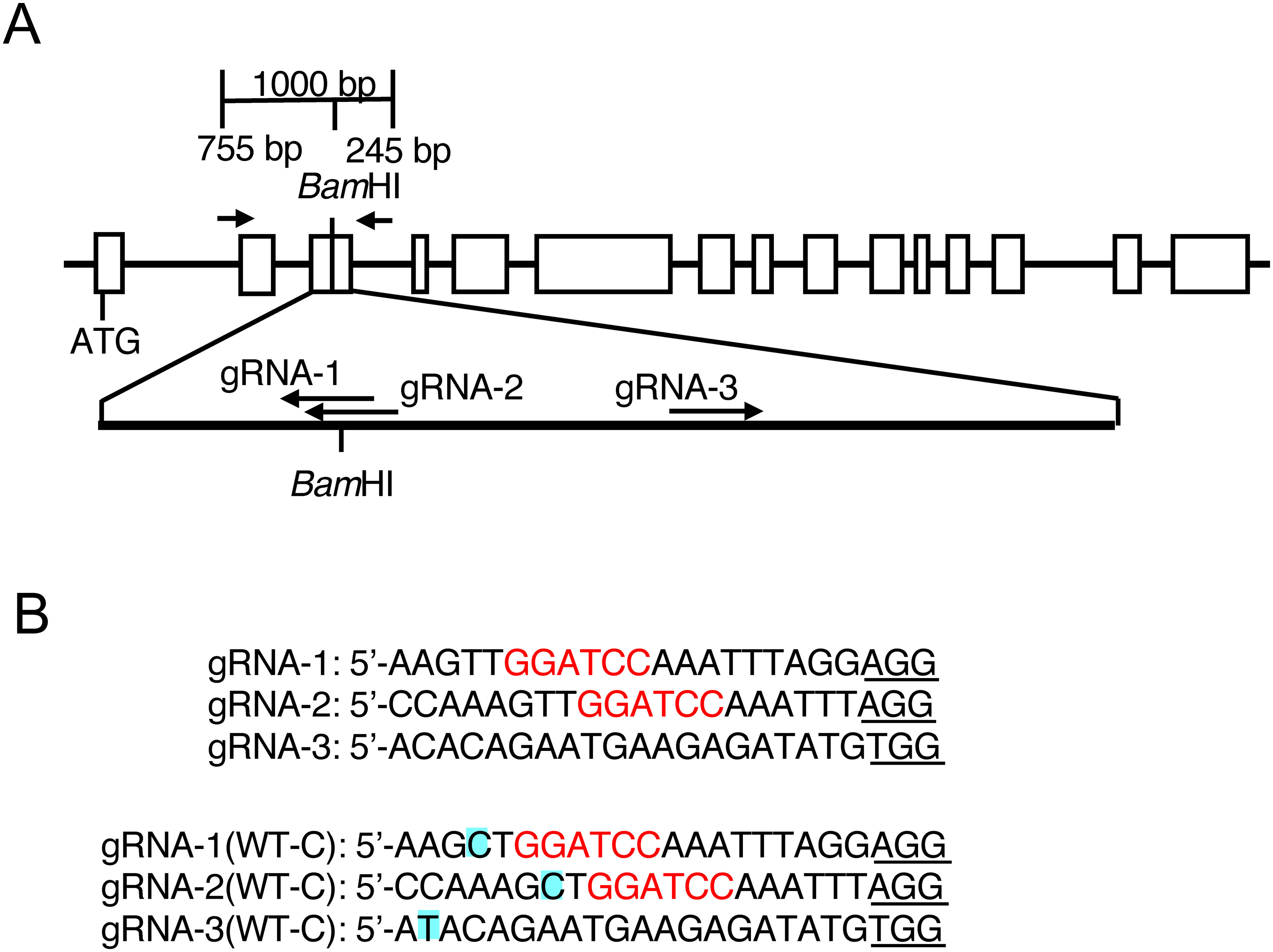 Figure 1. Structure of the potato SBE3 gene and location of the gRNAs used for targeted mutagenesis. (A) Schematic representation of the SBE3 gene. Exons are indicated by boxes. Arrows in the upper panel indicate the position of the PCR primers that were used for amplification of the fragment for the CAPS analysis. The positions of the gRNAs are shown in the lower panel. (B) Nucleotide sequences of the regions corresponding to the gRNAs. The upper panel shows the nucleotide sequences of gRNA-1, gRNA-2, and gRNA-3 used for this experiment. The BamHI site is shown in red letters. The lower panel shows the corresponding nucleotide sequences in WT-C. Polymorphic nucleotides found in the WT-C genome are highlighted. PAM sequences are underlined.