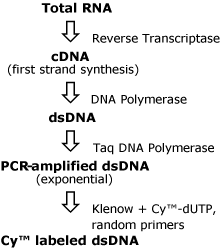 graphic file with name 1471-2164-6-61-i1.gif