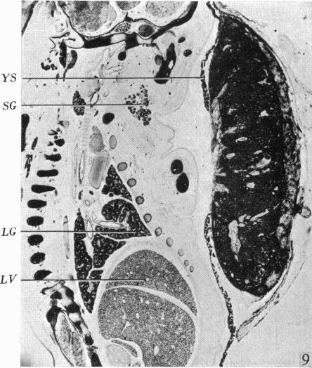 Fig. 9