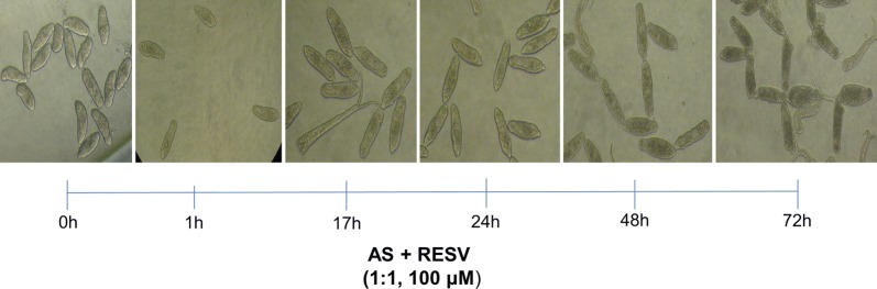 Fig. 1