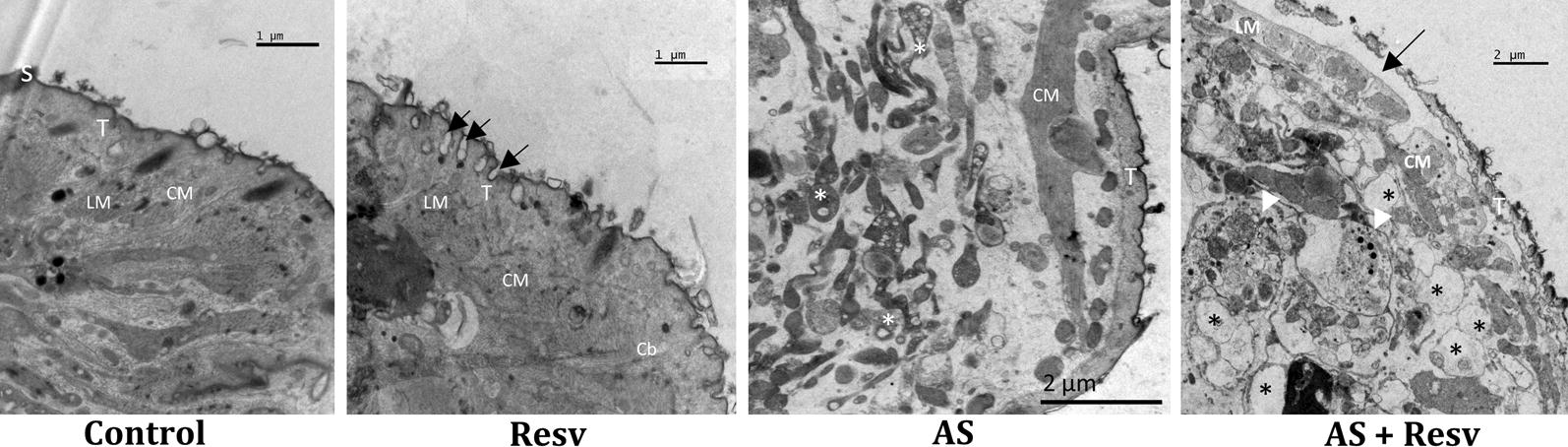 Fig. 5