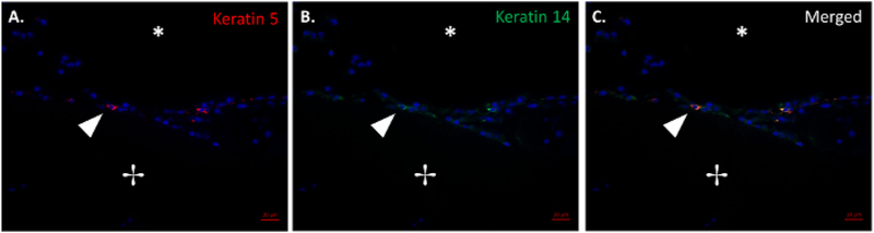 Figure 4: