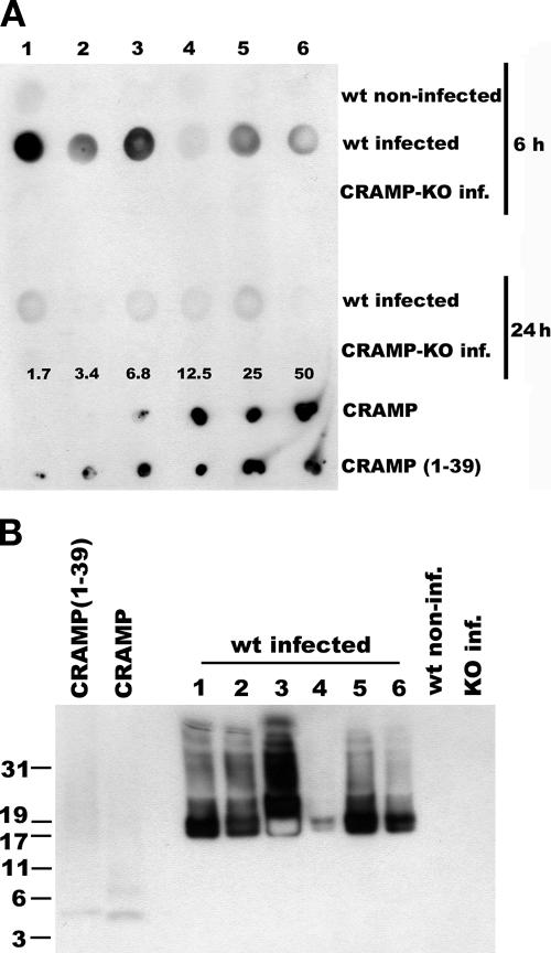 FIG. 5.