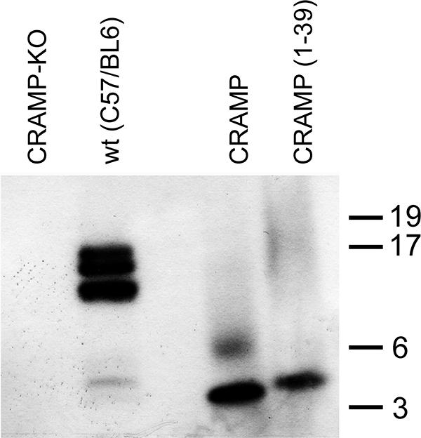 FIG. 7.