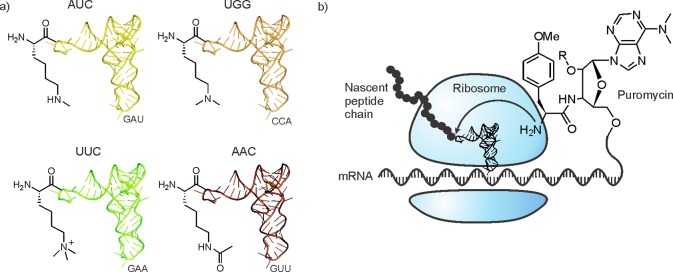 Figure 24