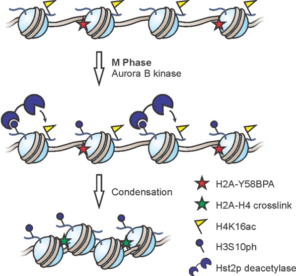 Figure 36