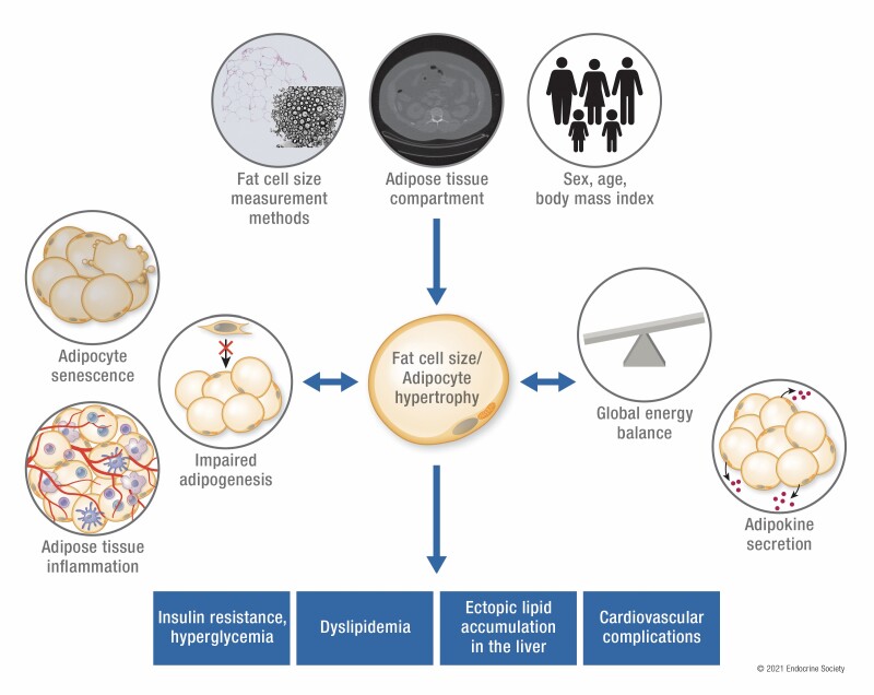 Graphical Abstract