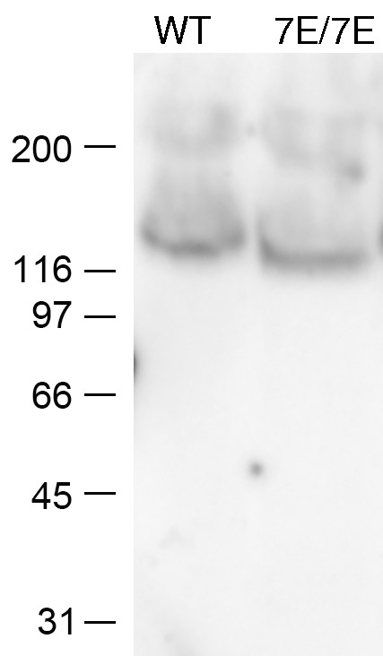 Figure 4—figure supplement 2.