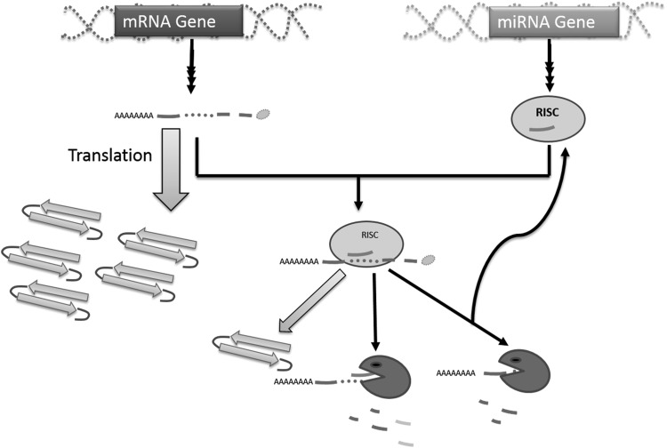 FIGURE 1.