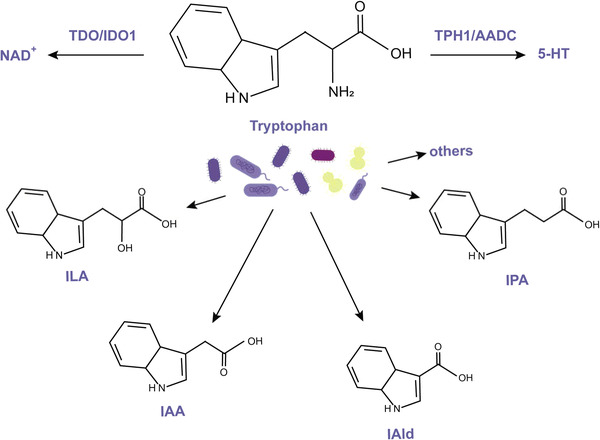 FIGURE 2