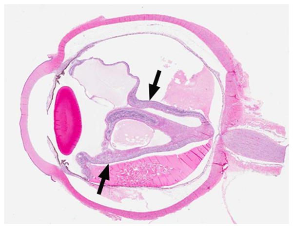 Fig. 8