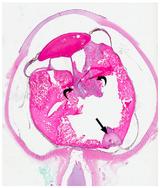 Fig. 9