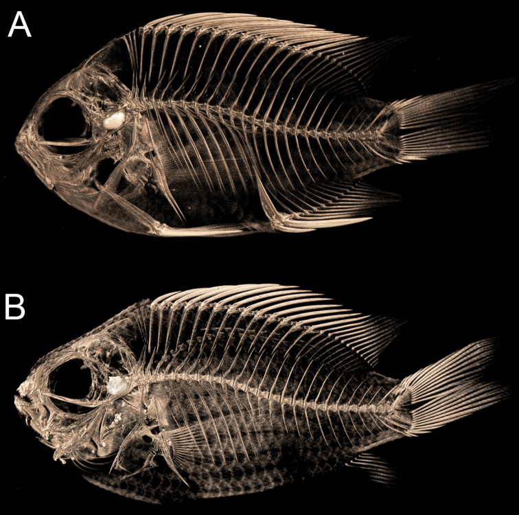 Figure 6.