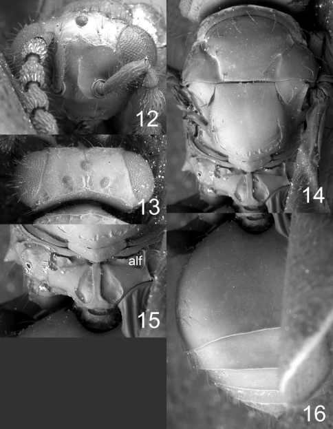 Figures 12–16.