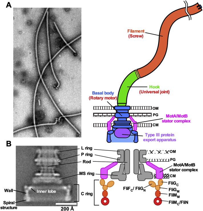 Fig. 1