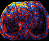 Figure 13f.