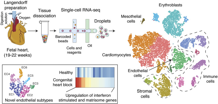 Graphical Abstract