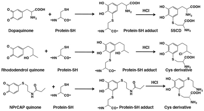 Figure 24