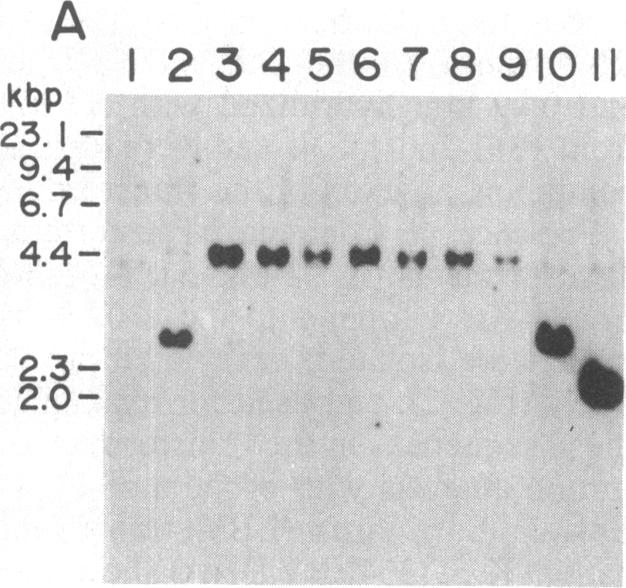 graphic file with name pnas00315-0441-a.jpg