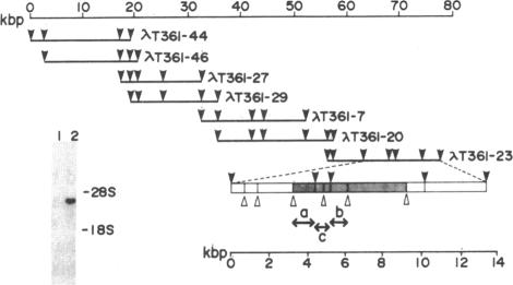 graphic file with name pnas00315-0440-c.jpg