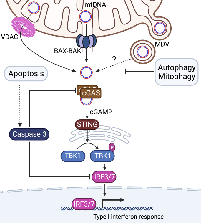 Figure 3.