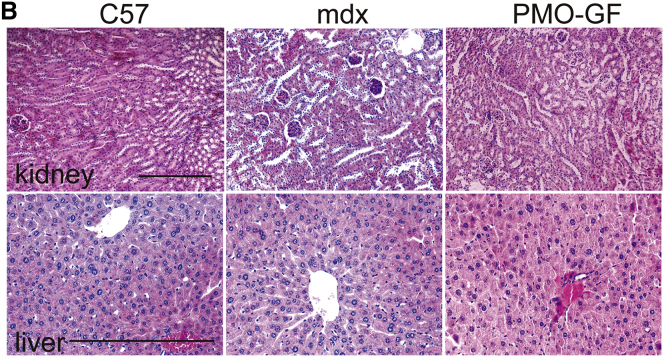 Supplementary Figure 1