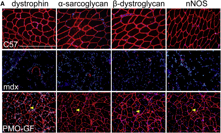 Figure 2