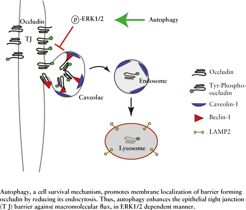 Graphical Abstract