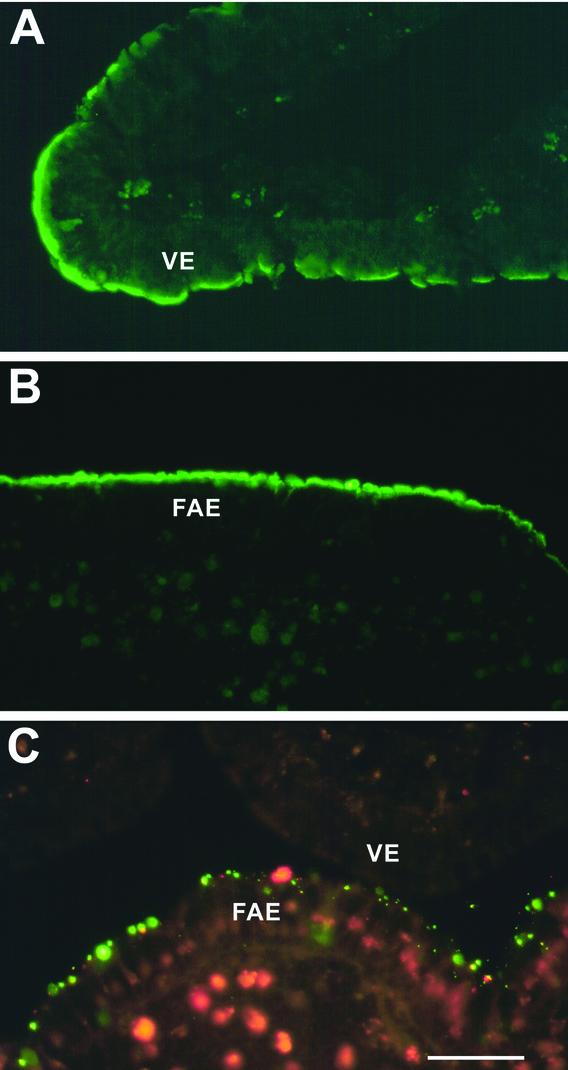 FIG. 8.