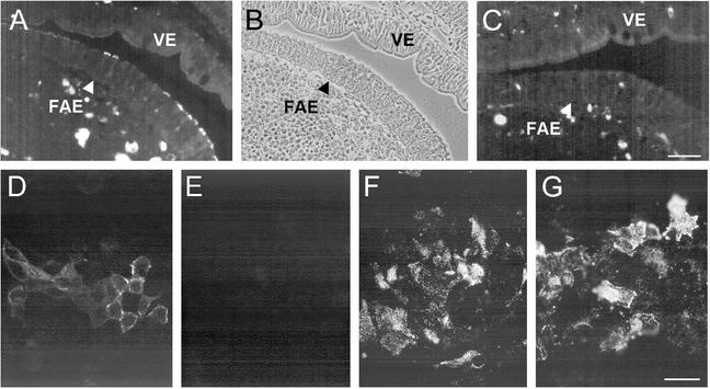 FIG. 6.