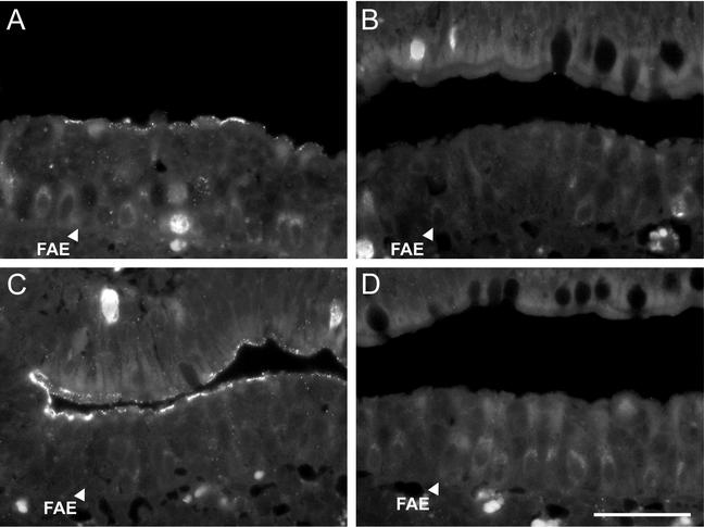 FIG. 7.