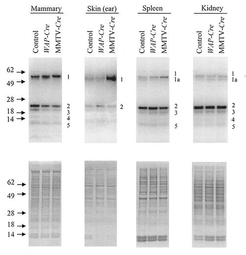 FIG. 6.