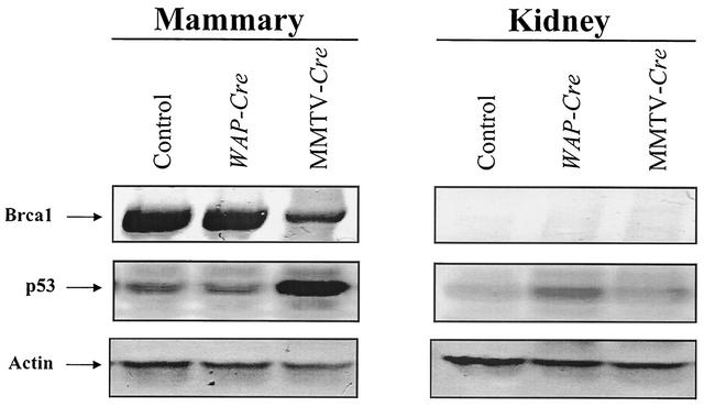 FIG. 8.