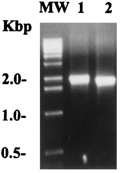 FIG. 5