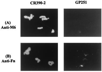 FIG. 7