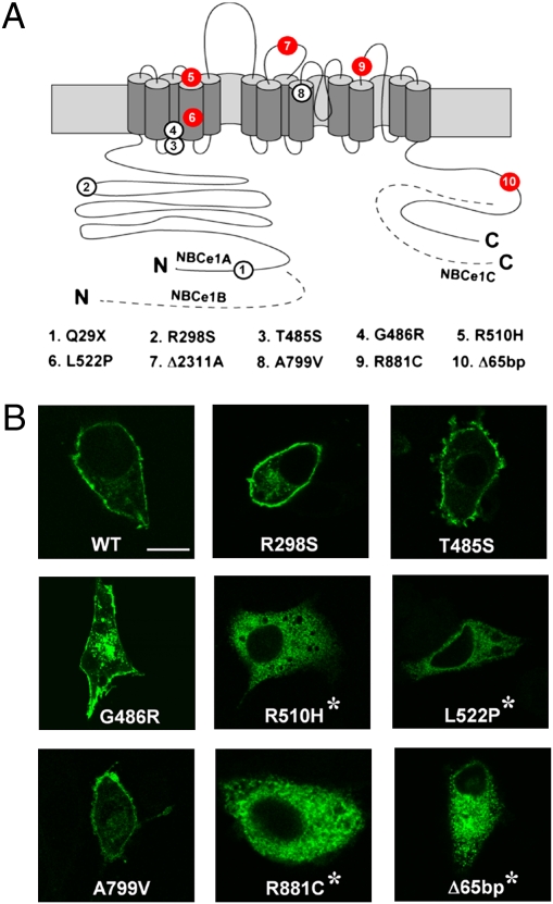 Fig. 4.