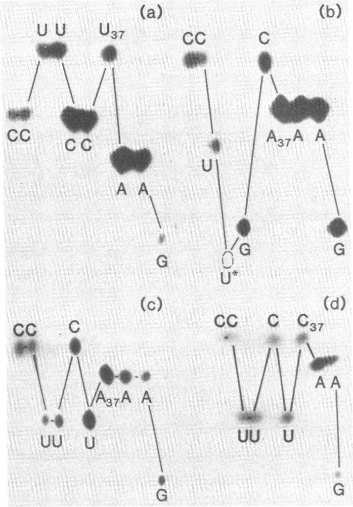 graphic file with name pnas00642-0069-a.jpg