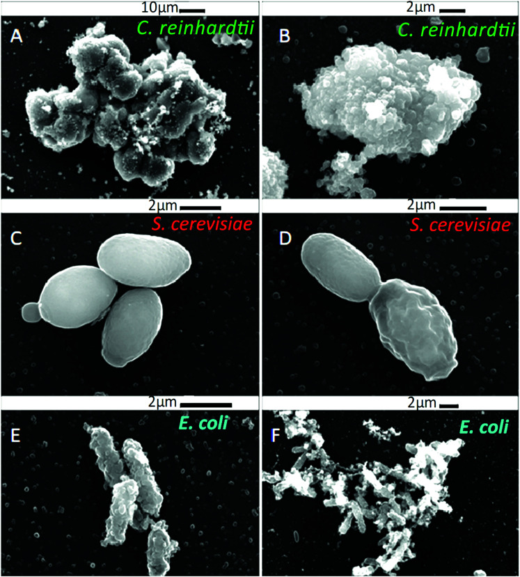 Fig. 9