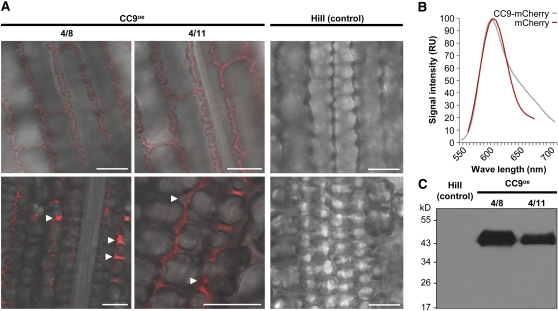 Figure 4.