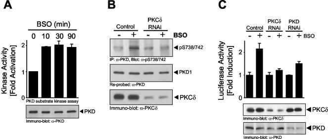 FIG. 13.